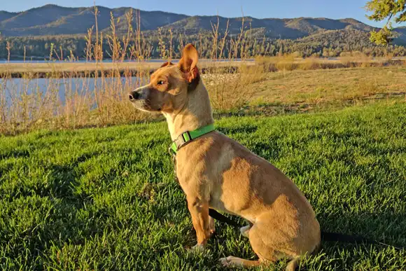 Pet Psychic Talking With Your Animal